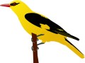 Обыкновенная иволга фото (Oriolus oriolus) - изображение №2048 onbird.ru.<br>Источник: commons.wikimedia.org